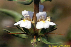 Hygrophila auriculata